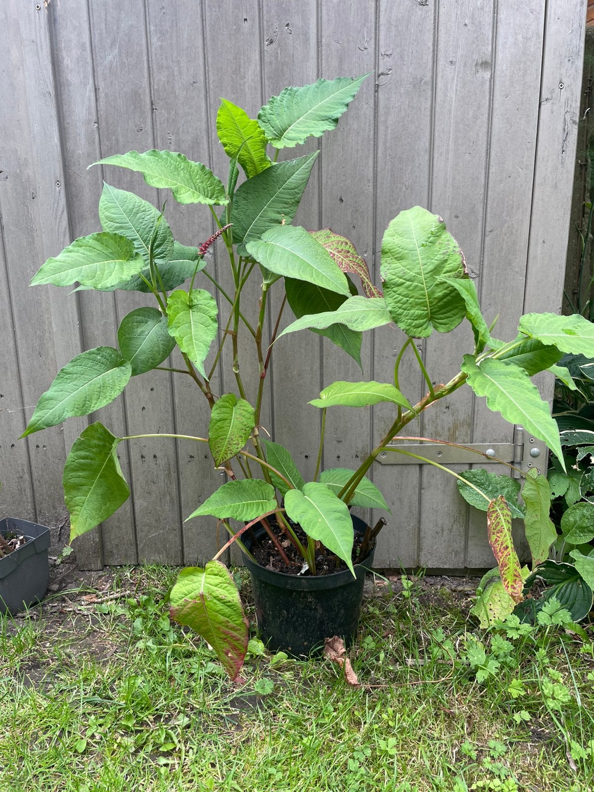 Vaste plant Persicaria, Tuin en Terras, Ophalen, Vaste plant