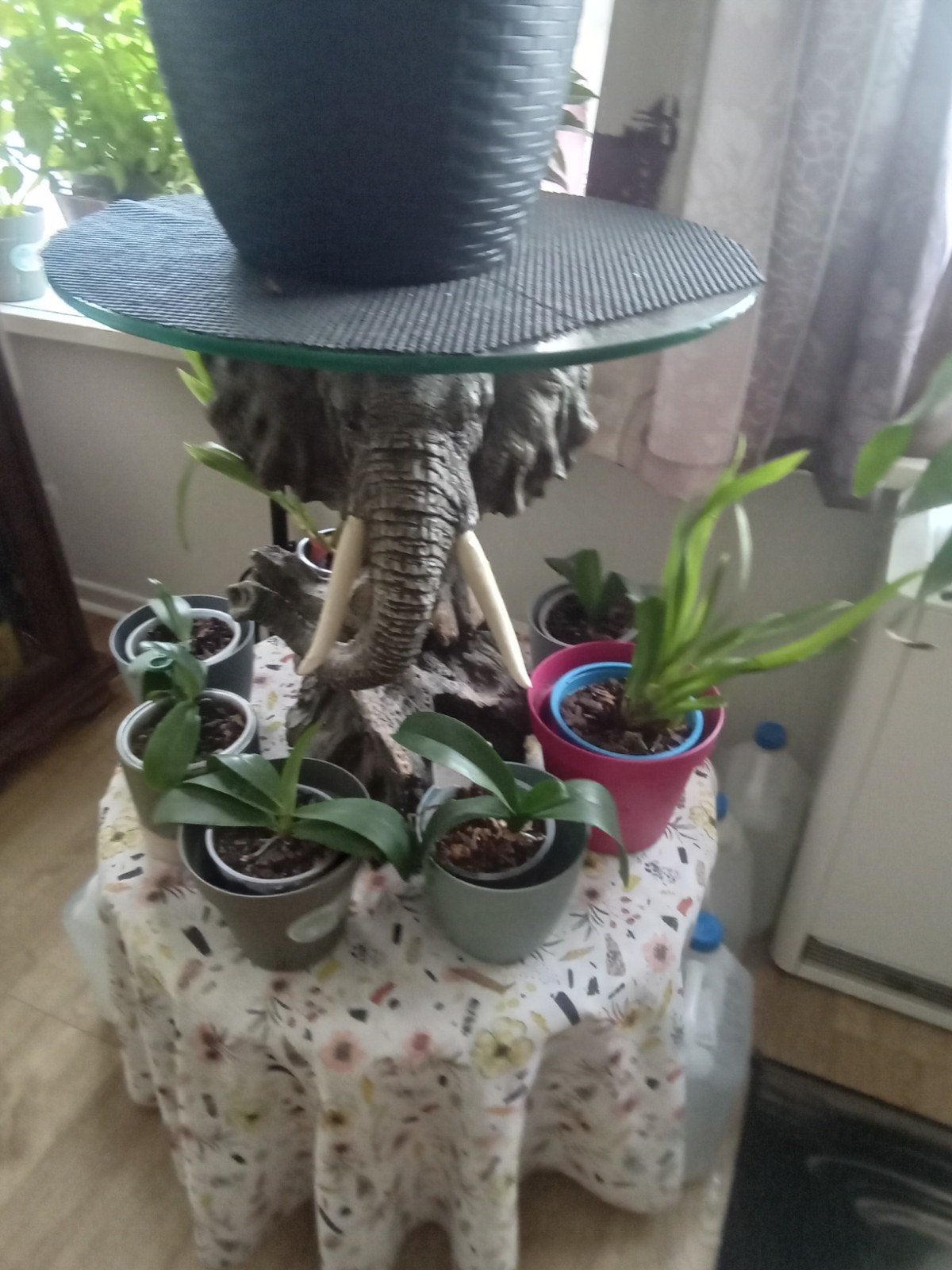 collection elephant, Ophalen