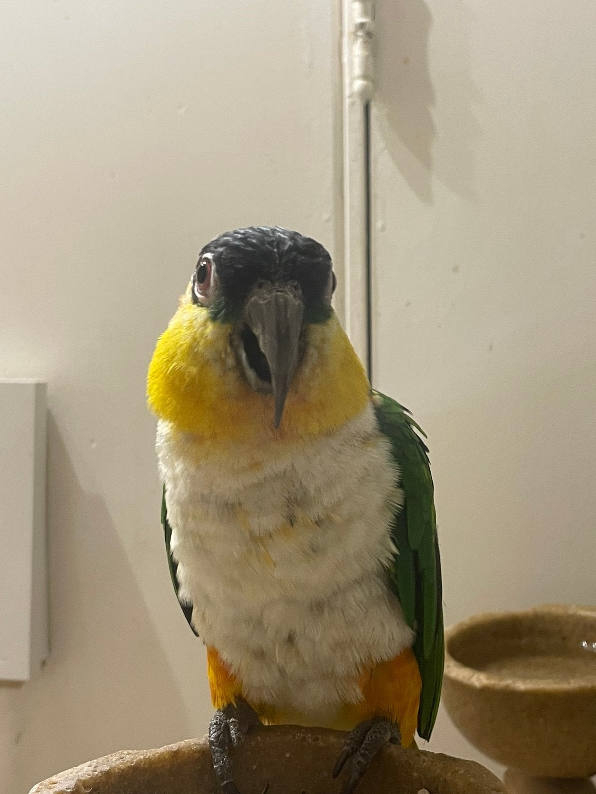 zwartkop caique tam, Mannelijk, Papegaai, Pratend