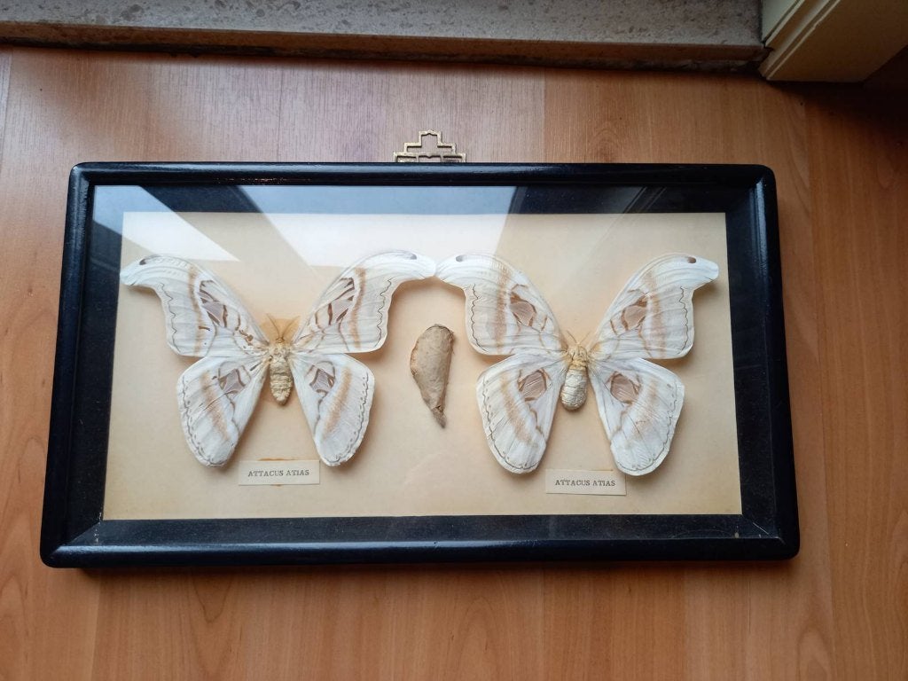 2 vlinders attacus Atlas en cocon achter glas, Collections, Enlèvement, Comme neuf, Insecte, Animal empaillé