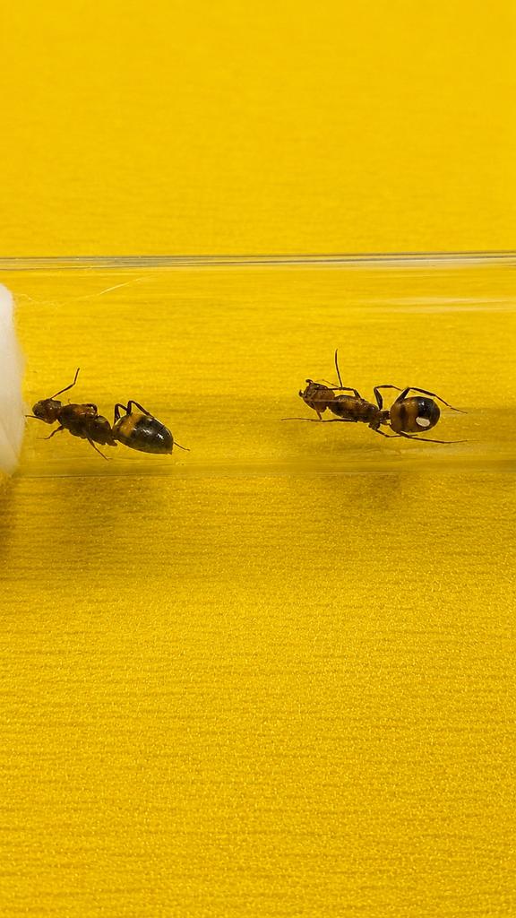 Camponotus Nicobarensis 2 koninginnen met broed, Dieren en Toebehoren, Mieren