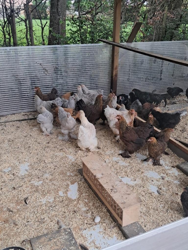 Brahma hennen, Dieren en Toebehoren, Pluimvee, Vrouwelijk, Kip