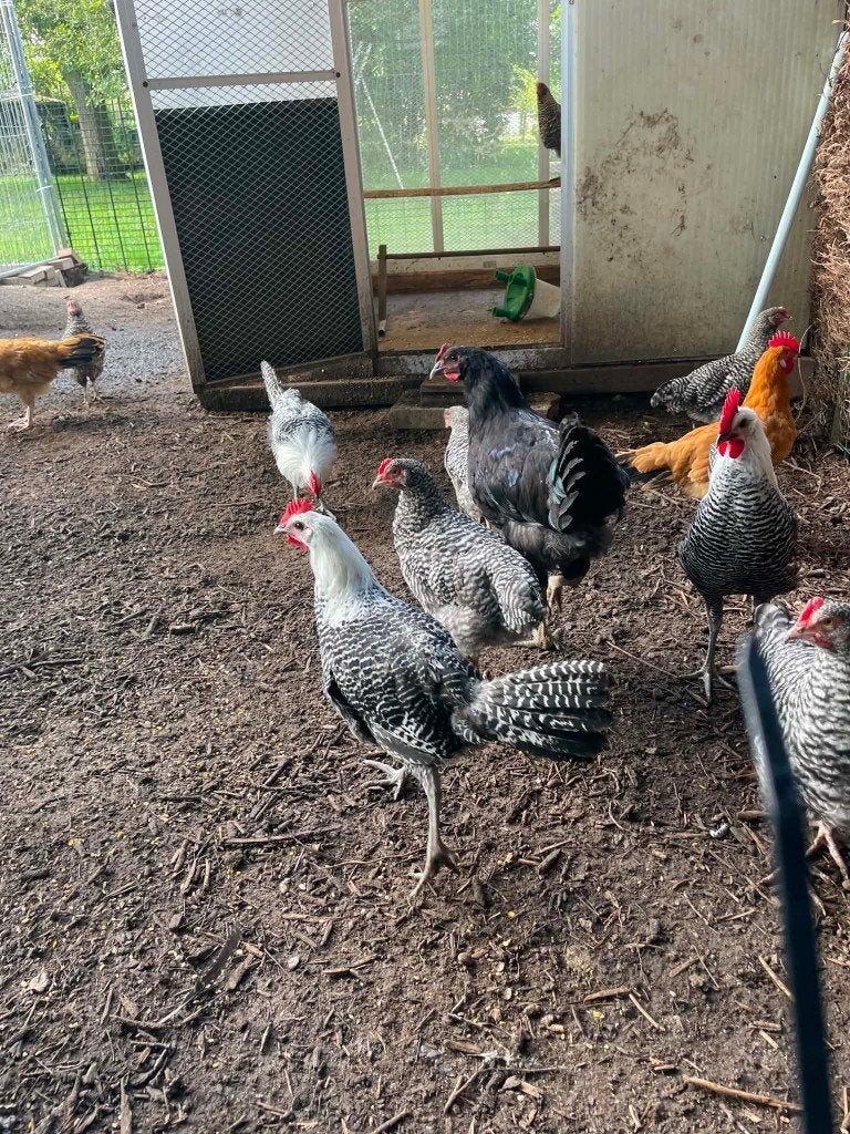 haantjes, Mâle, Poule ou poulet