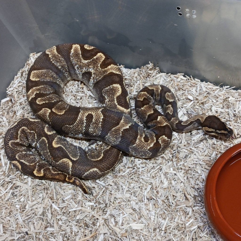 0.1 Ghi enchi sugar, Slang, Tam, 0 tot 2 jaar