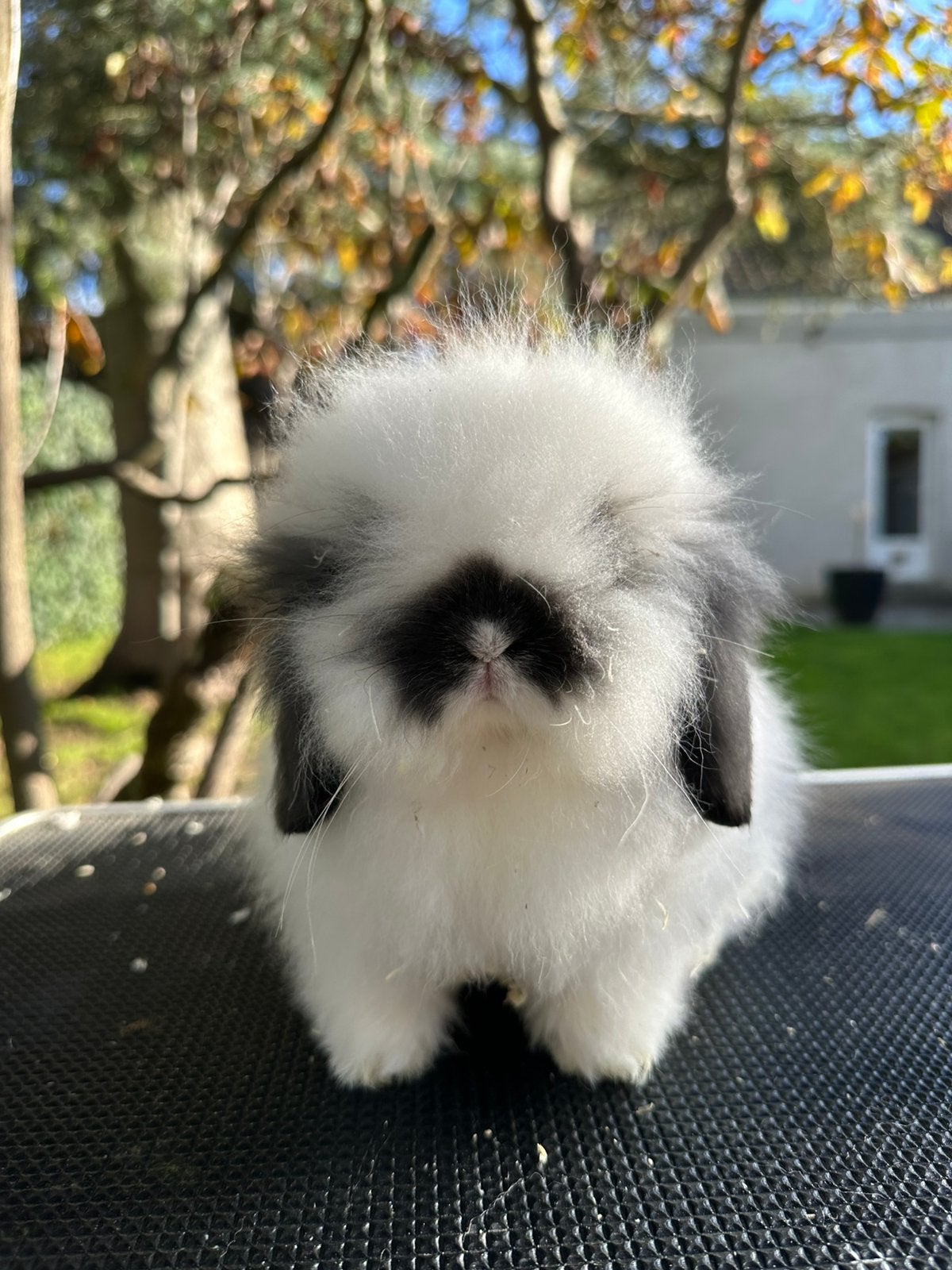 Mini Lionlop rammetje, Dieren en Toebehoren