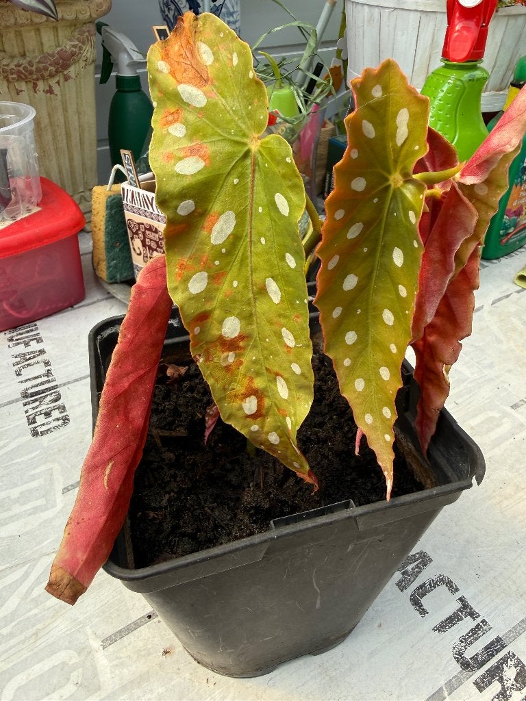 Begonia, Enlèvement