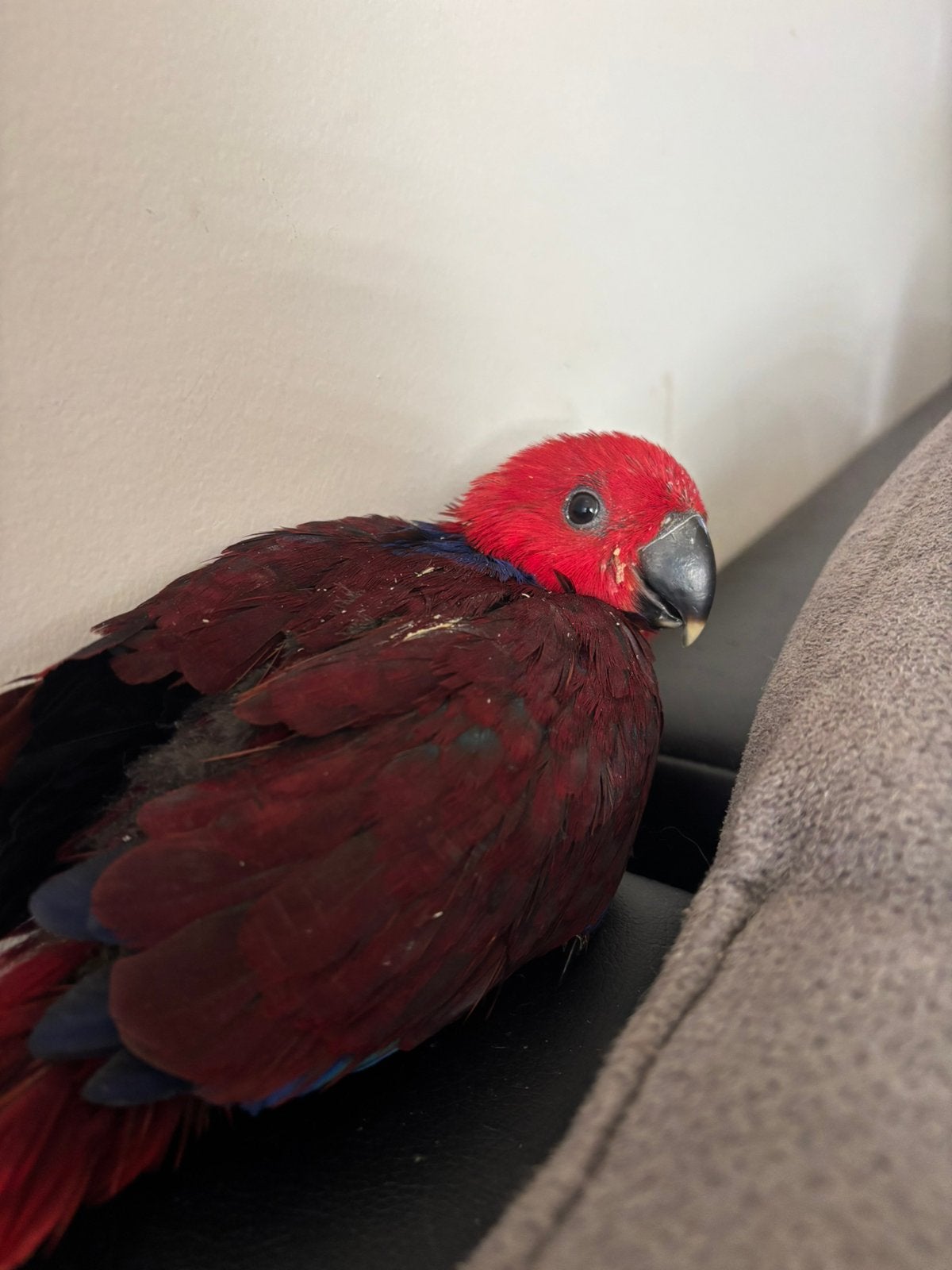 Lieve handtamme edelpapegaai, Dieren en Toebehoren, Vrouwelijk, Papegaai, Tam