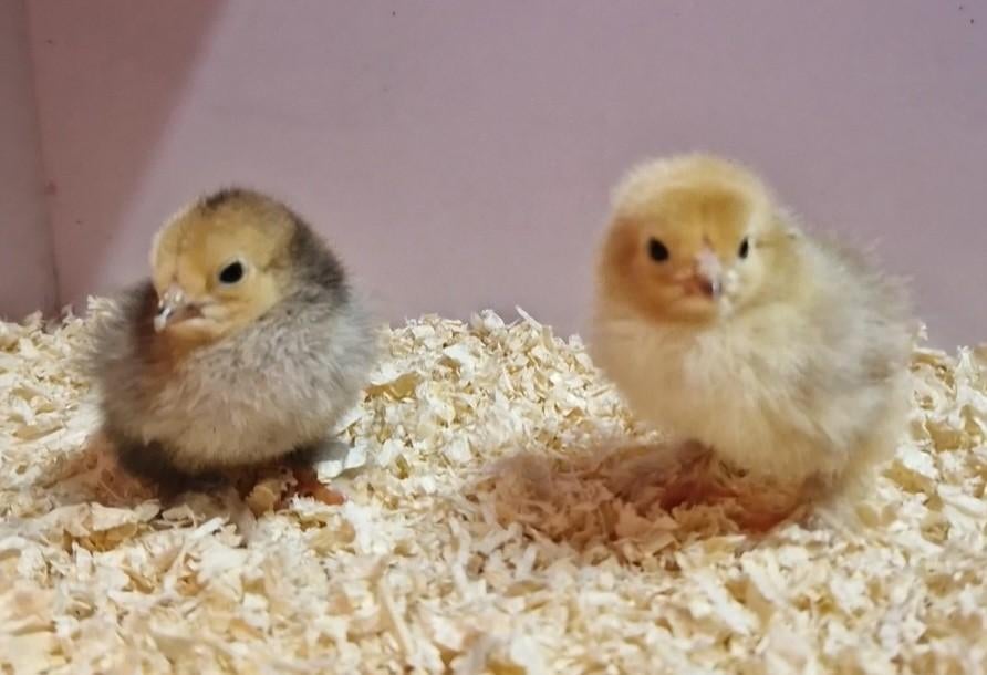 Brahma Kriel kuikentjes, Dieren en Toebehoren, Pluimvee