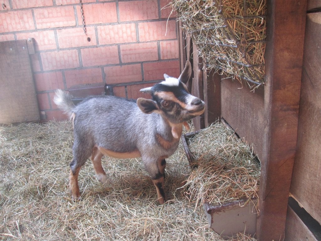 Blauwschimmeltan dwerggeitenbokje van Ida, Mâle, Chèvre, 0 à 2 ans
