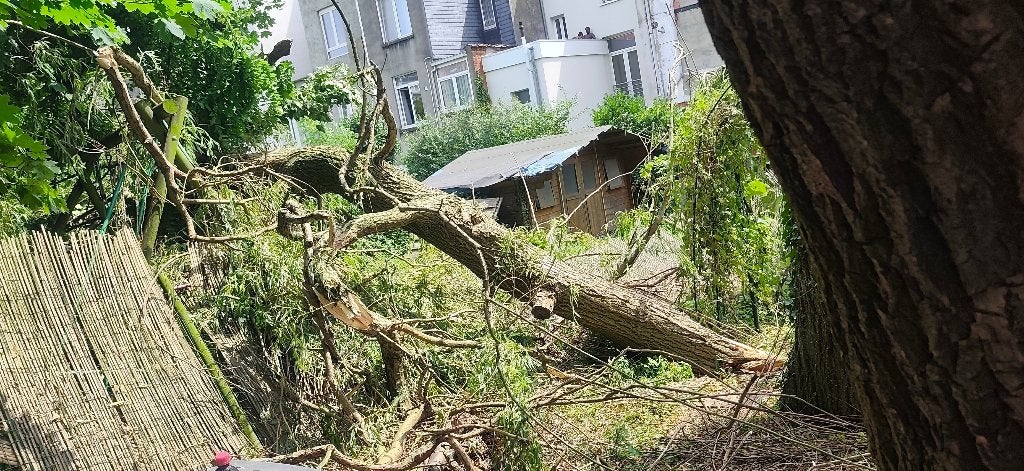BOIS GRATUIT – Grand saule pleureur à récupérer (Koekelberg), Ophalen, Overige houtsoorten, Stammen