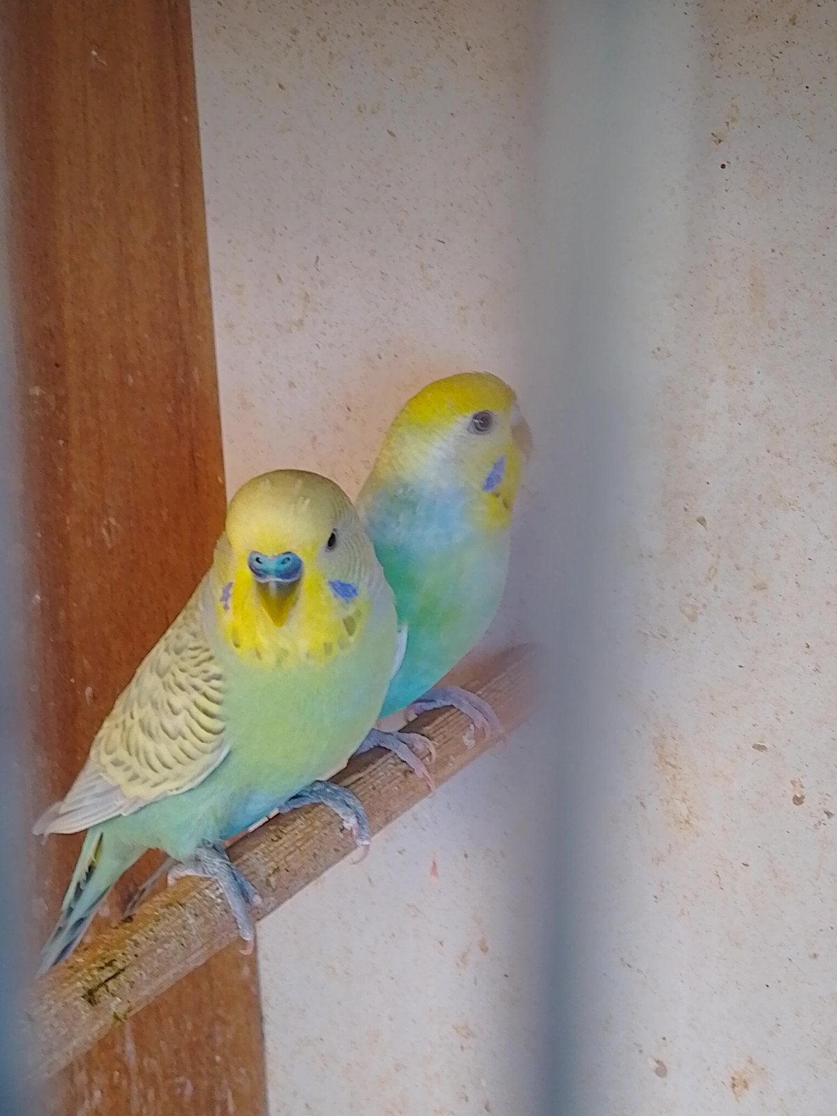PERRUCHES EN HERBE DE DIFFÉRENTES COULEURS, AVEC OU SANS CAG, Animaux & Accessoires, Plusieurs animaux, Perruche, Domestique