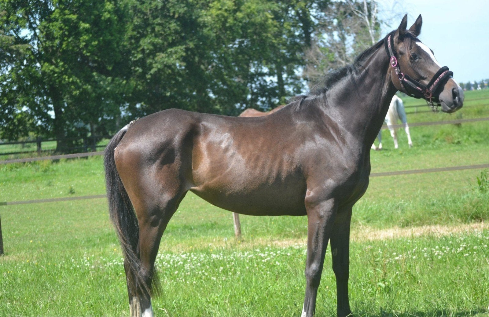 Zeer mooie merrie, Dieren en Toebehoren, Paarden, Merrie, Onbeleerd