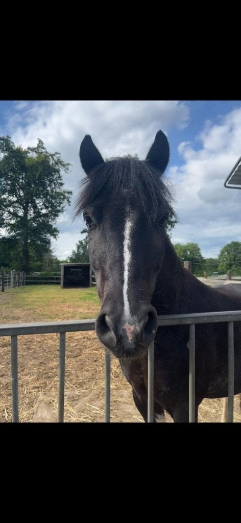 halve stal, Poney B (1.17 m à 1.27 m), Avec puce électronique, 11 ans ou plus, Hongre