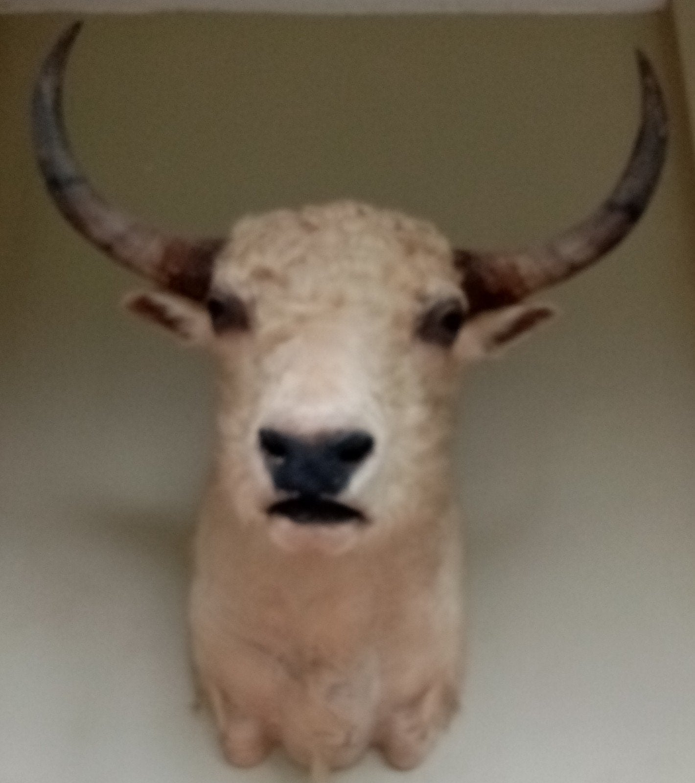 Yack blanc du Tibet taxidermie, Collections, Enlèvement