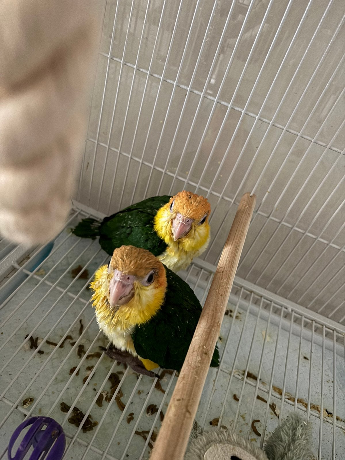 Handtamme roestkop caique.