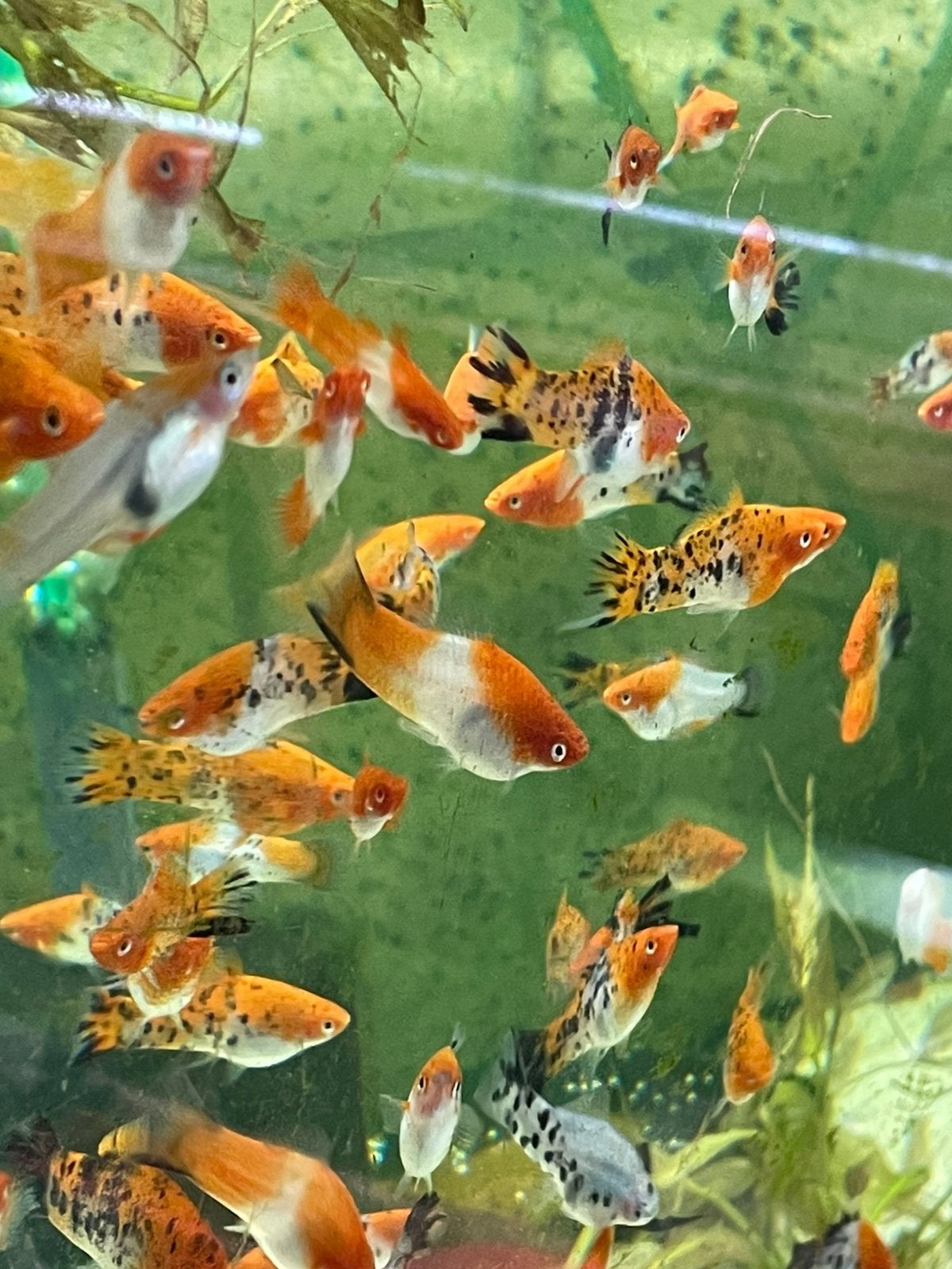 Zwaarddragers, Dieren en Toebehoren