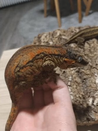 Proven Gargoyle Gecko vrouwtje | Gezond & tam, Animaux & Accessoires, Lézard, Domestique, 0 à 2 ans