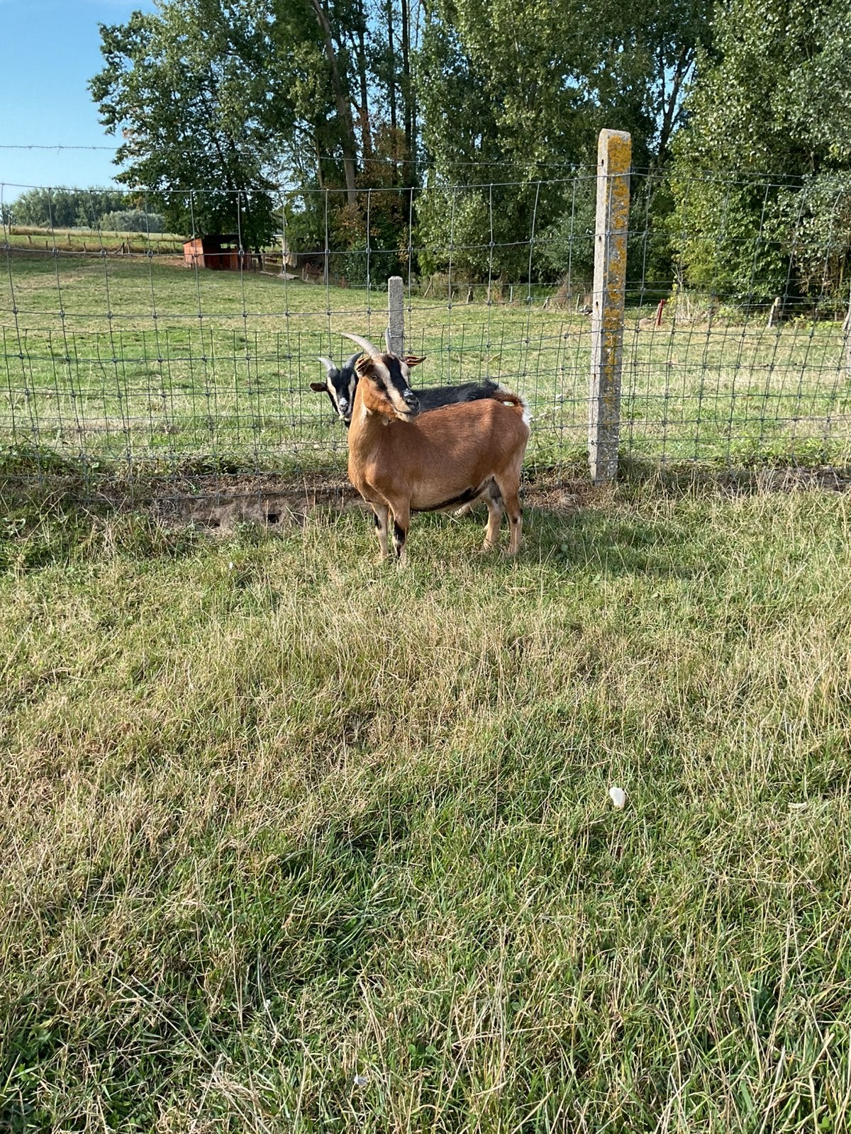 Geiten, Dieren en Toebehoren, Schapen, Geiten en Varkens, Vrouwelijk, Geit, 3 tot 5 jaar