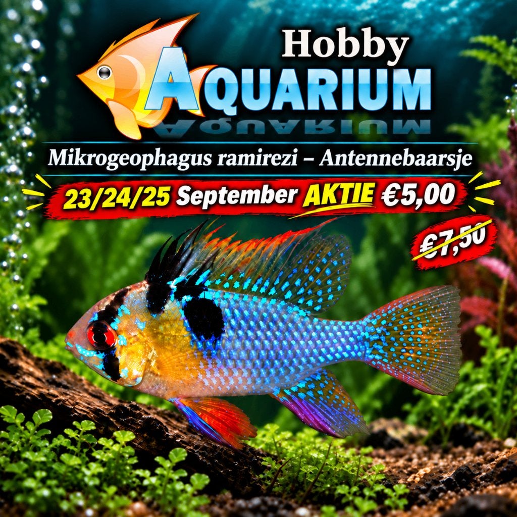 Hobbyaquarium Mikrogeophagus Ramarezi AKTIE 23 tot 25 Sept, Vis, Zoetwatervis, Schoolvis