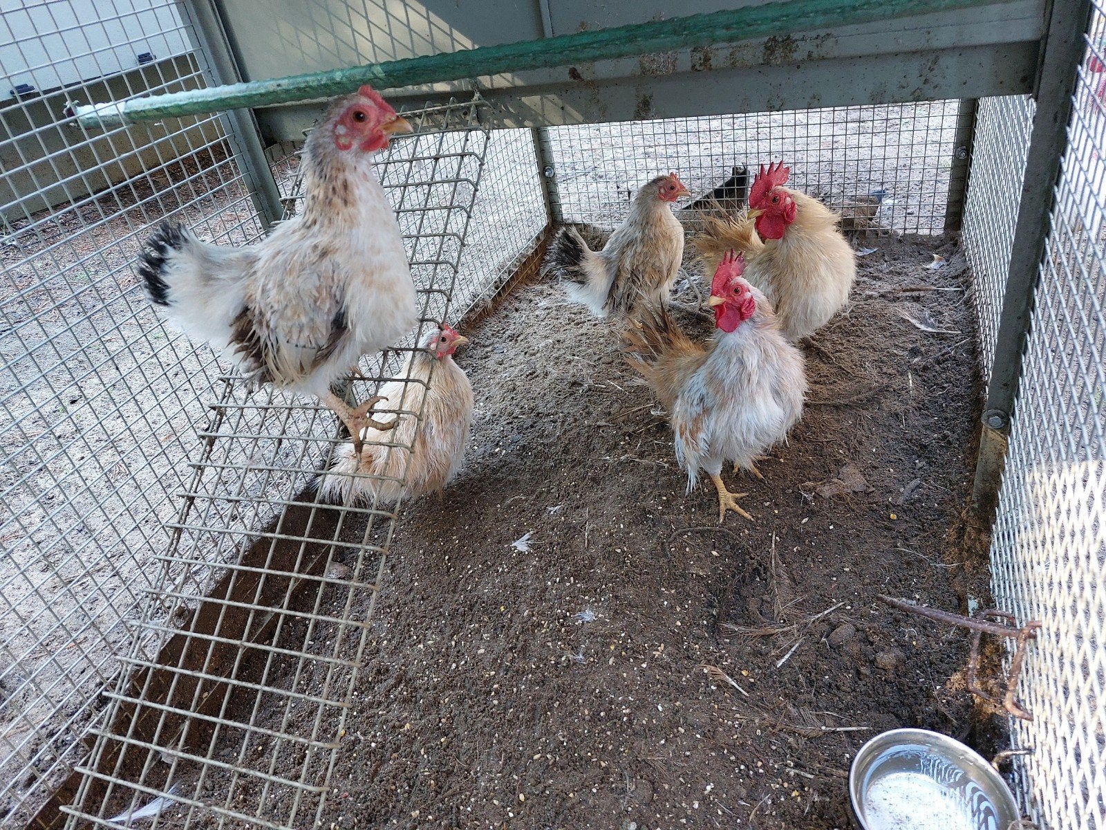 Onverwant Serama set zijdeveer, Dieren en Toebehoren