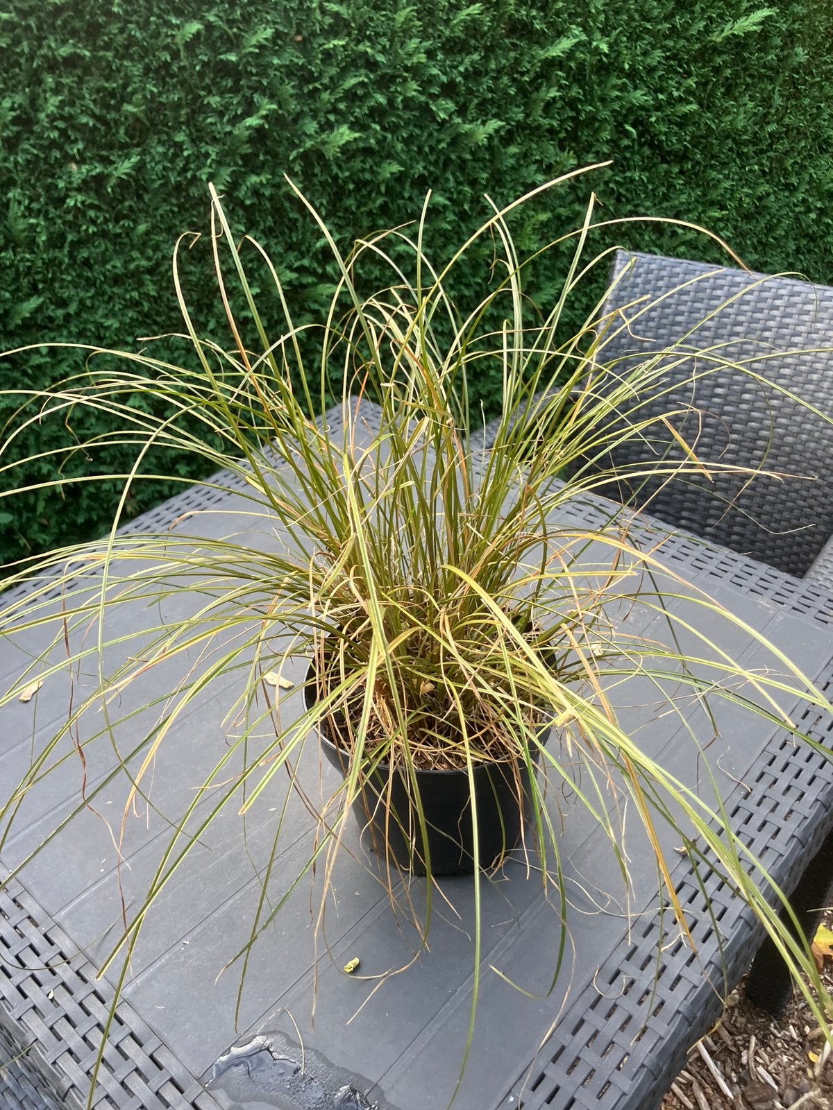 "Carex comans 'Bronze Form', Tuin en Terras, Ophalen