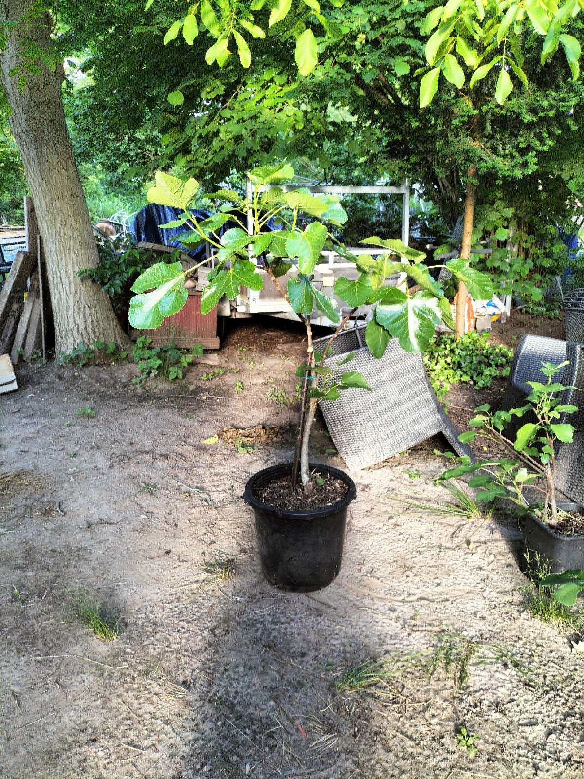 Vijgen boom vijgenboom, Ophalen