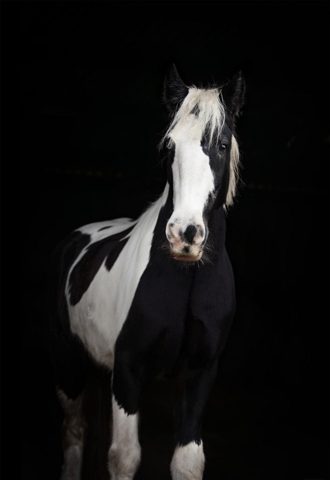 Tinkermerrie zoekt nieuwe thuis als weidemaatje, 11 ans ou plus, Moins de 160 cm, Avec pedigree, Ne s'applique pas