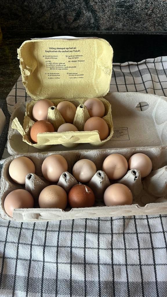 Broedeieren verrassingsmix, Dieren en Toebehoren