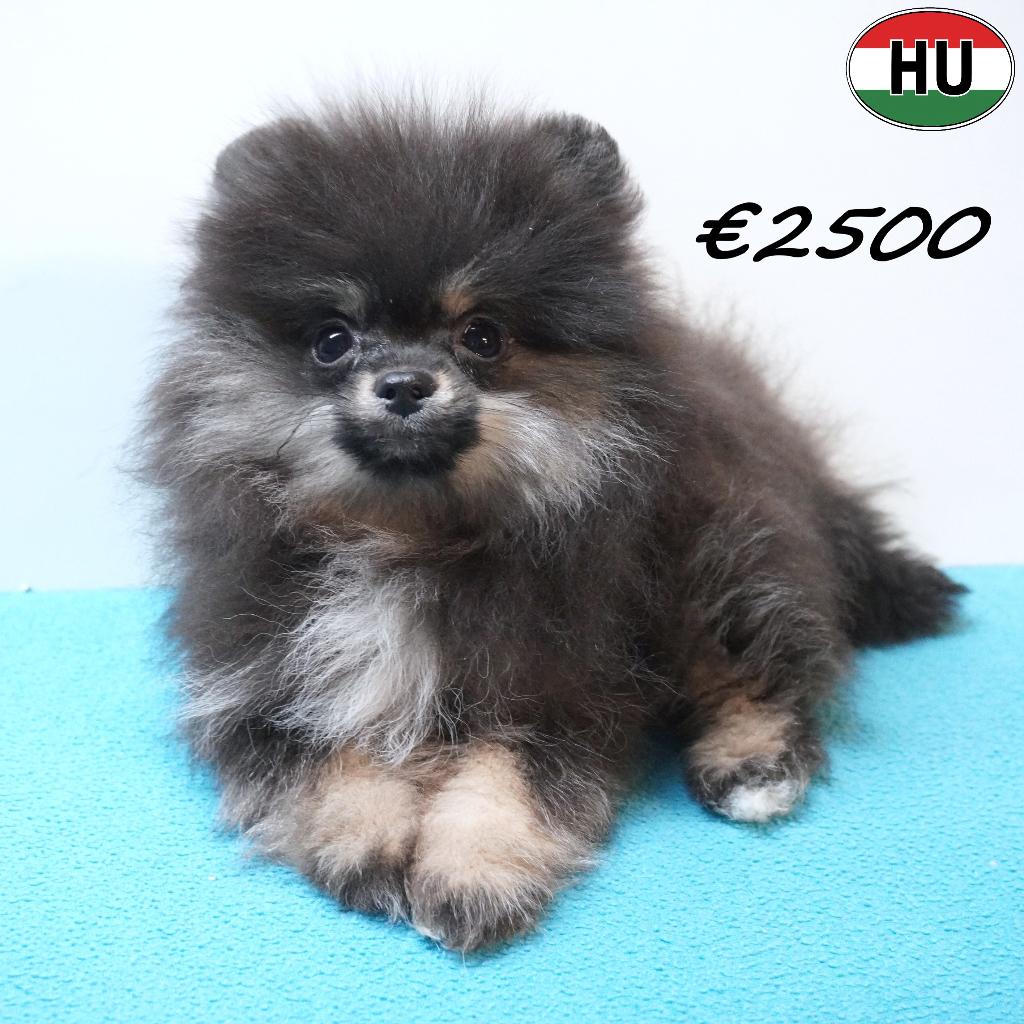 Spitz Nain, adorables chiots à vendre, 15 semaines à 1 an, Hépatite contagieuse (maladie de Rubarth), Autres races, Plusieurs animaux