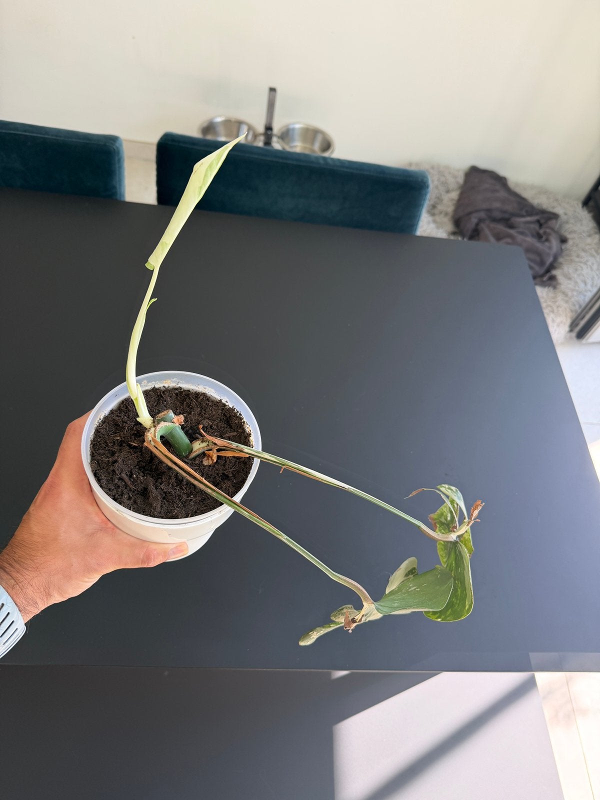 Monstera Deliciosa Albo, Enlèvement, Autres espèces, Moins de 100 cm