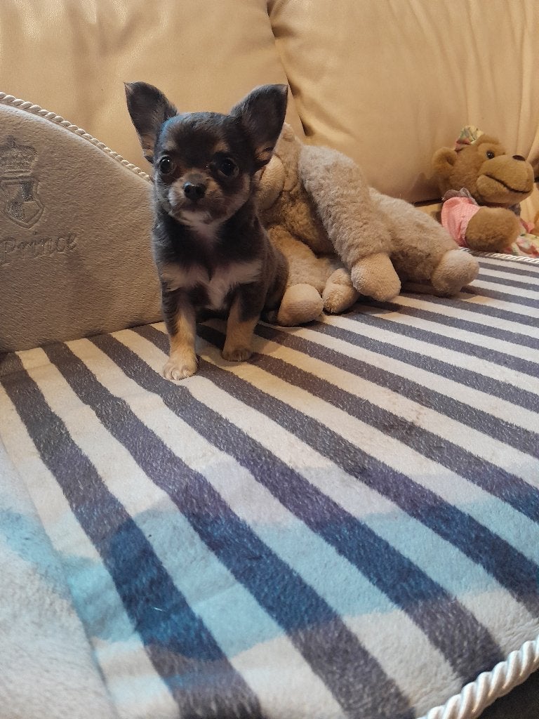 chihuahua, Dieren en Toebehoren, Honden | Chihuahua's en Gezelschapshonden, België, Particulier, 8 tot 15 weken, Teef