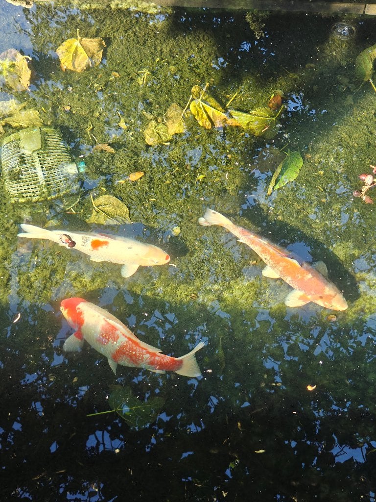 Koi karpers, Dieren en Toebehoren, Karper of Koi