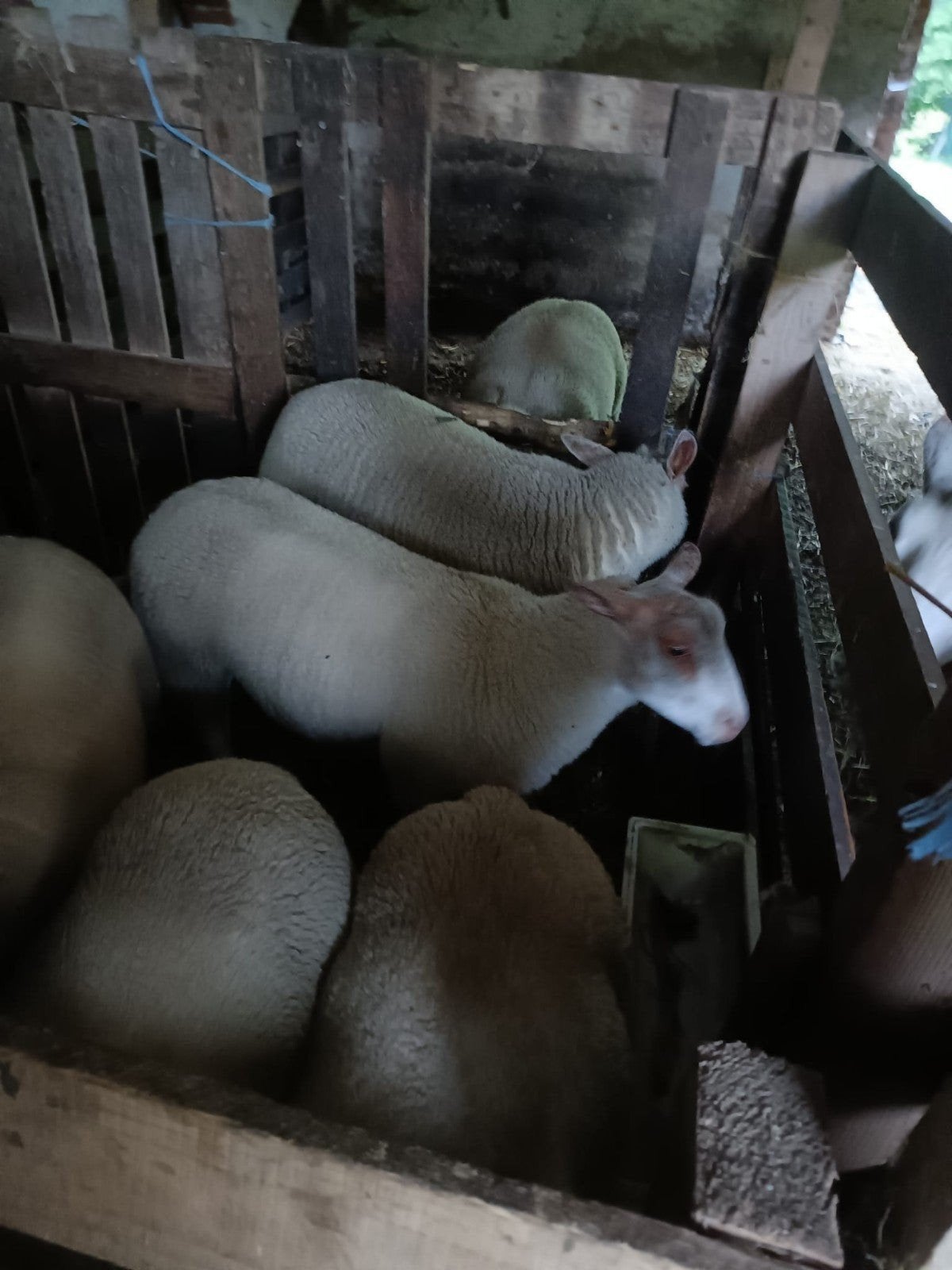 2 jonge rammen zoeken nieuw stalletje lopen In Tielrode, Mâle, Mouton, 0 à 2 ans
