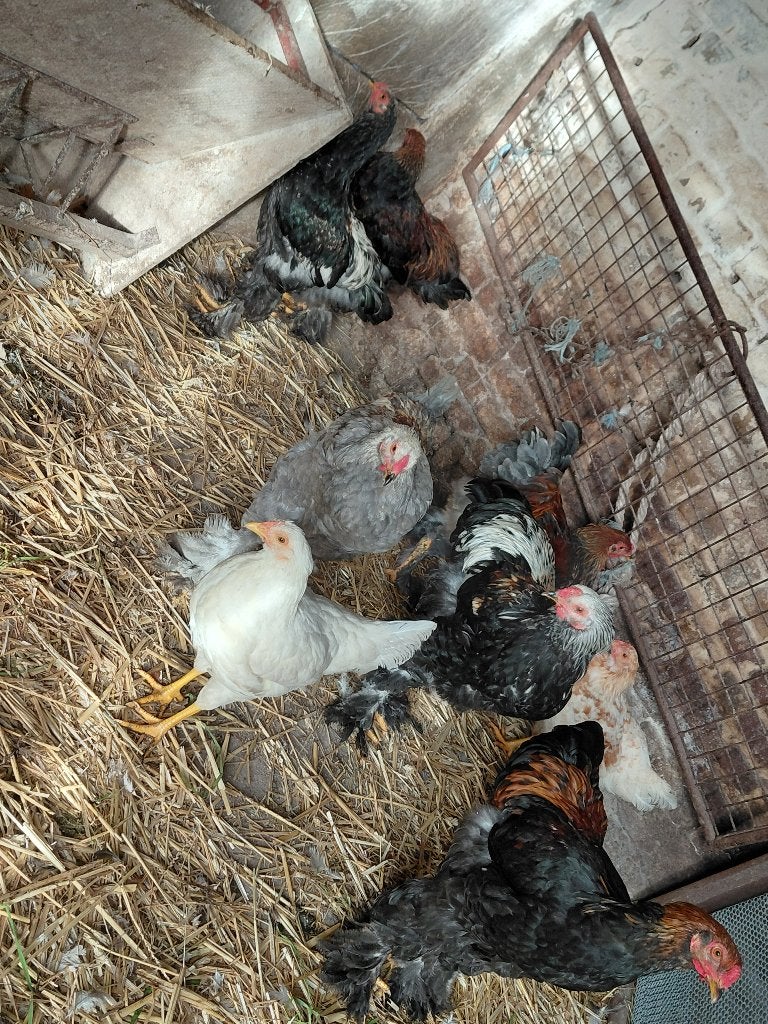 Brahma, Meerdere dieren, Kip