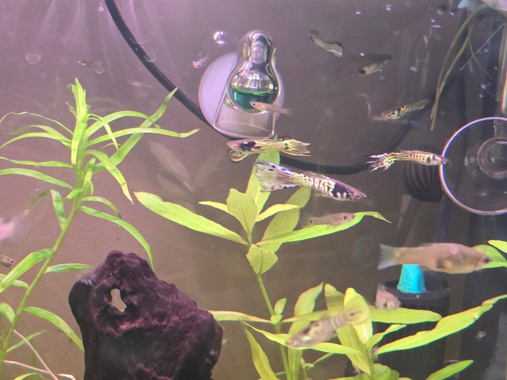yellow tiger endler guppy, Poisson, Poisson d'eau douce
