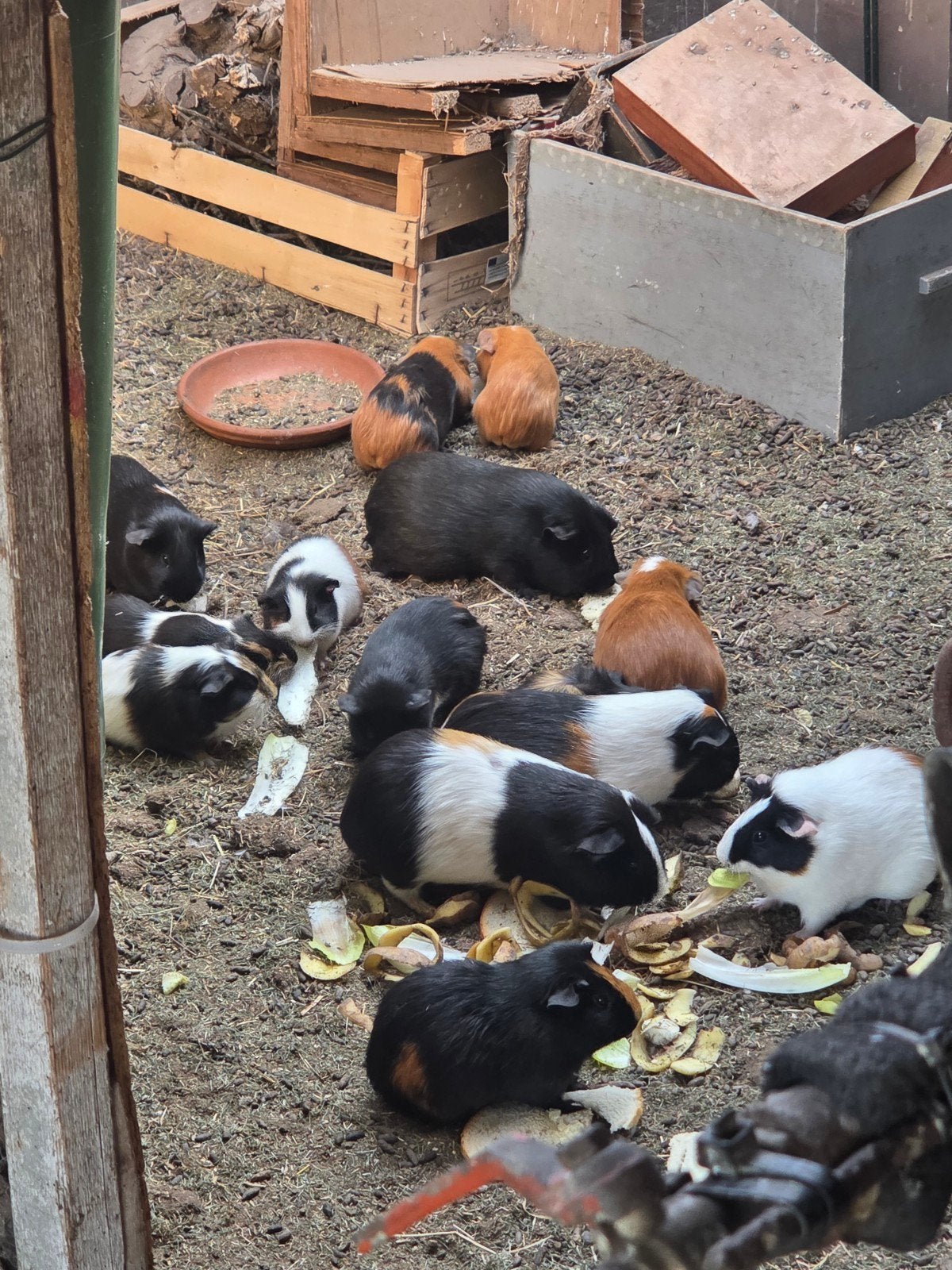 cavia's, Avril, Cobaye