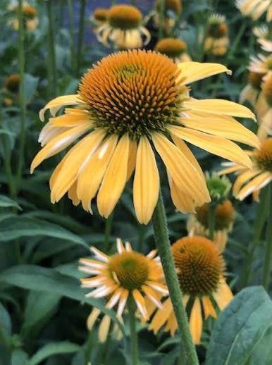 Vaste planten te koop : Gaura - echinacea - oleander etc, Tuin en Terras, Ophalen of Verzenden, Zomer