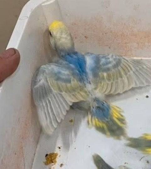 Jonge regenboog grasparkieten, Dieren en Toebehoren