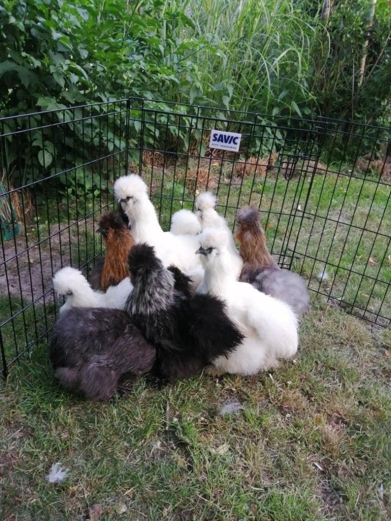 zijdehoentjes, Dieren en Toebehoren