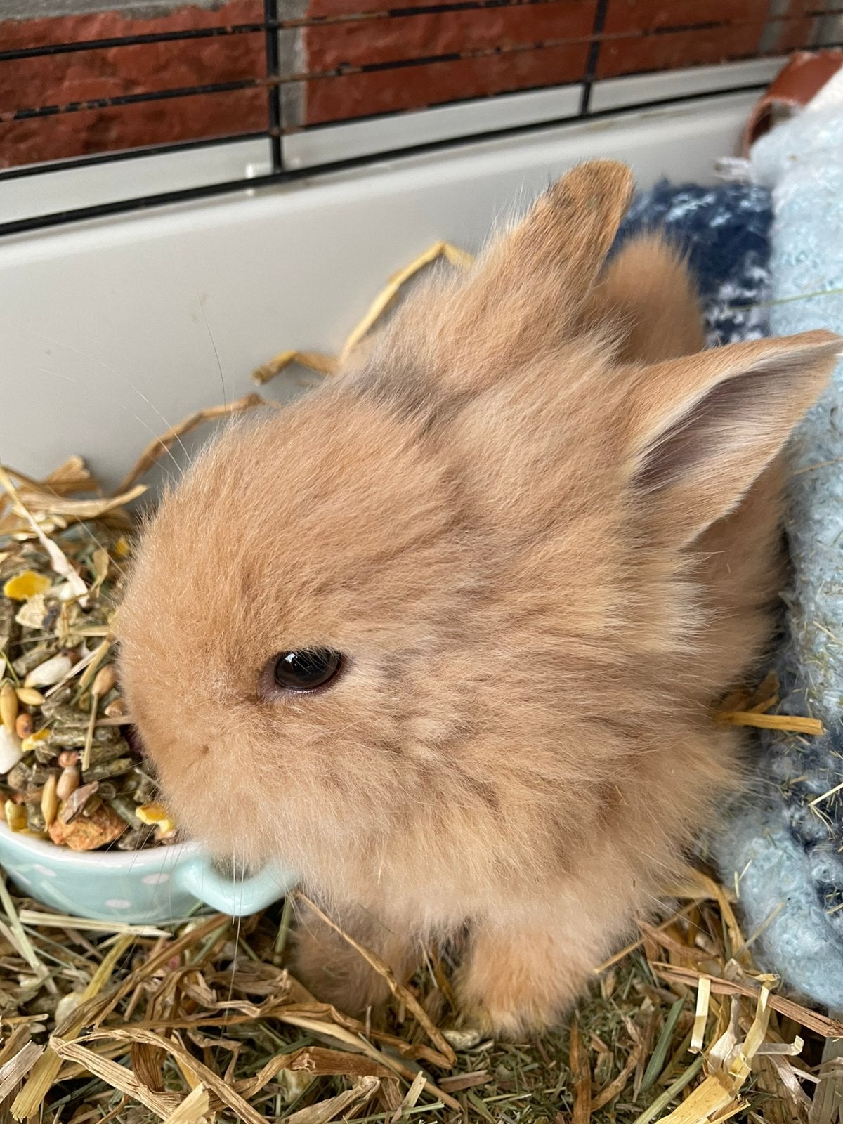 Dwergkonijn, Dieren en Toebehoren, Vrouwelijk, Dwerg, 0 tot 2 jaar