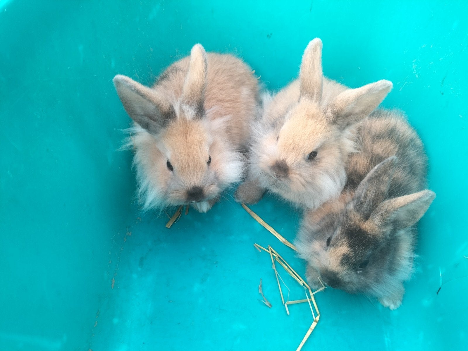 3jonge tamme dwerg konijntjes, Dwerg