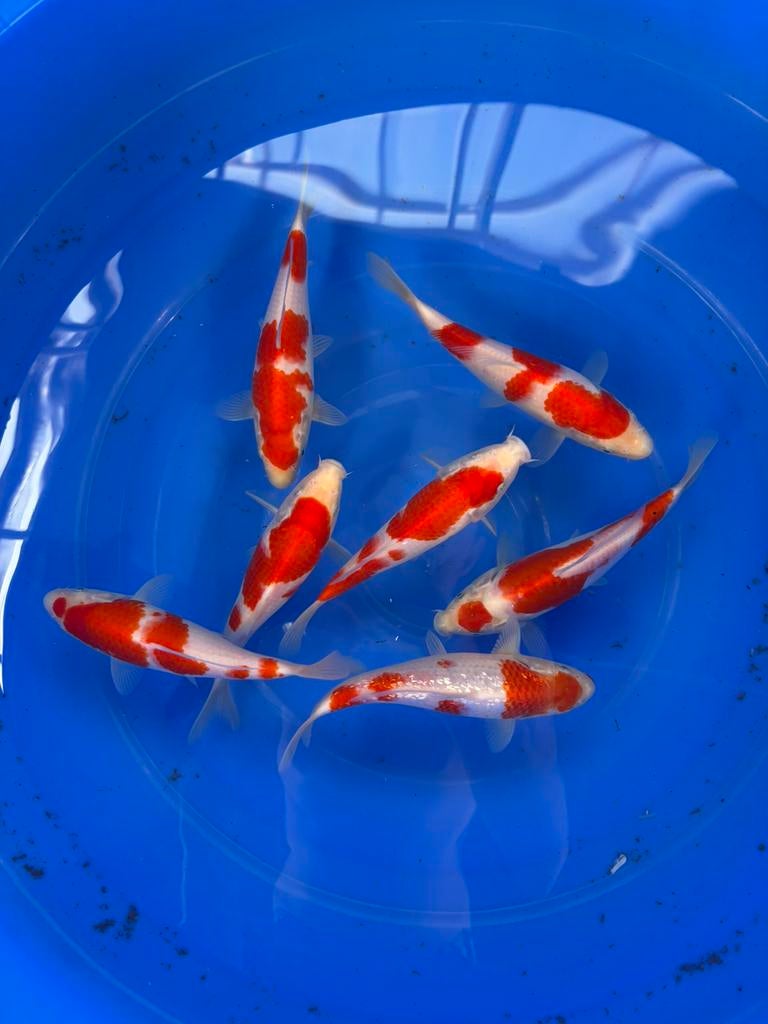 Japanse Koi Kohaku