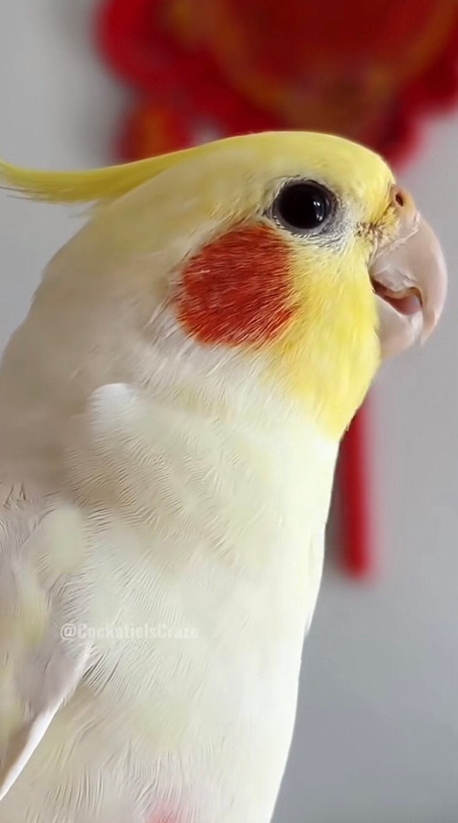 WIE KAN MIJ EEN KWEEKKOPPEL LUTINO VALKPARKIETEN BEZORGEN, Animaux & Accessoires, Oiseaux | Accessoires, Enlèvement