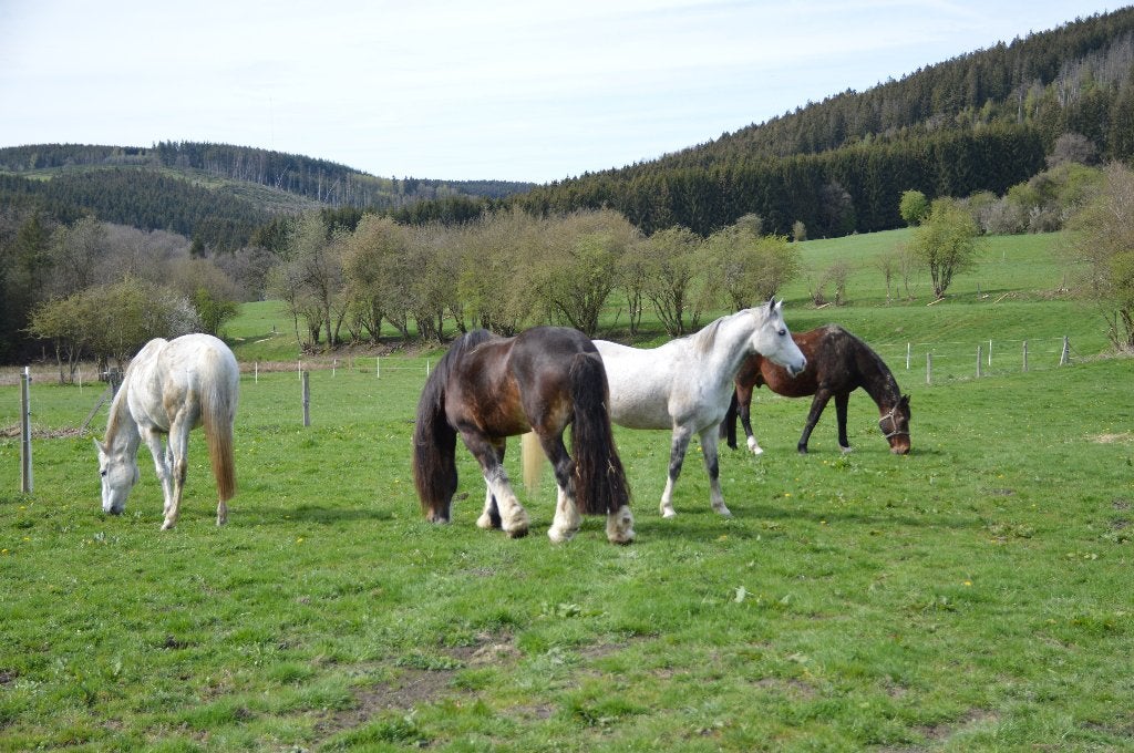 Pension pour chevaux, Animaux & Accessoires, Pâturage, 4 chevaux ou poneys ou plus