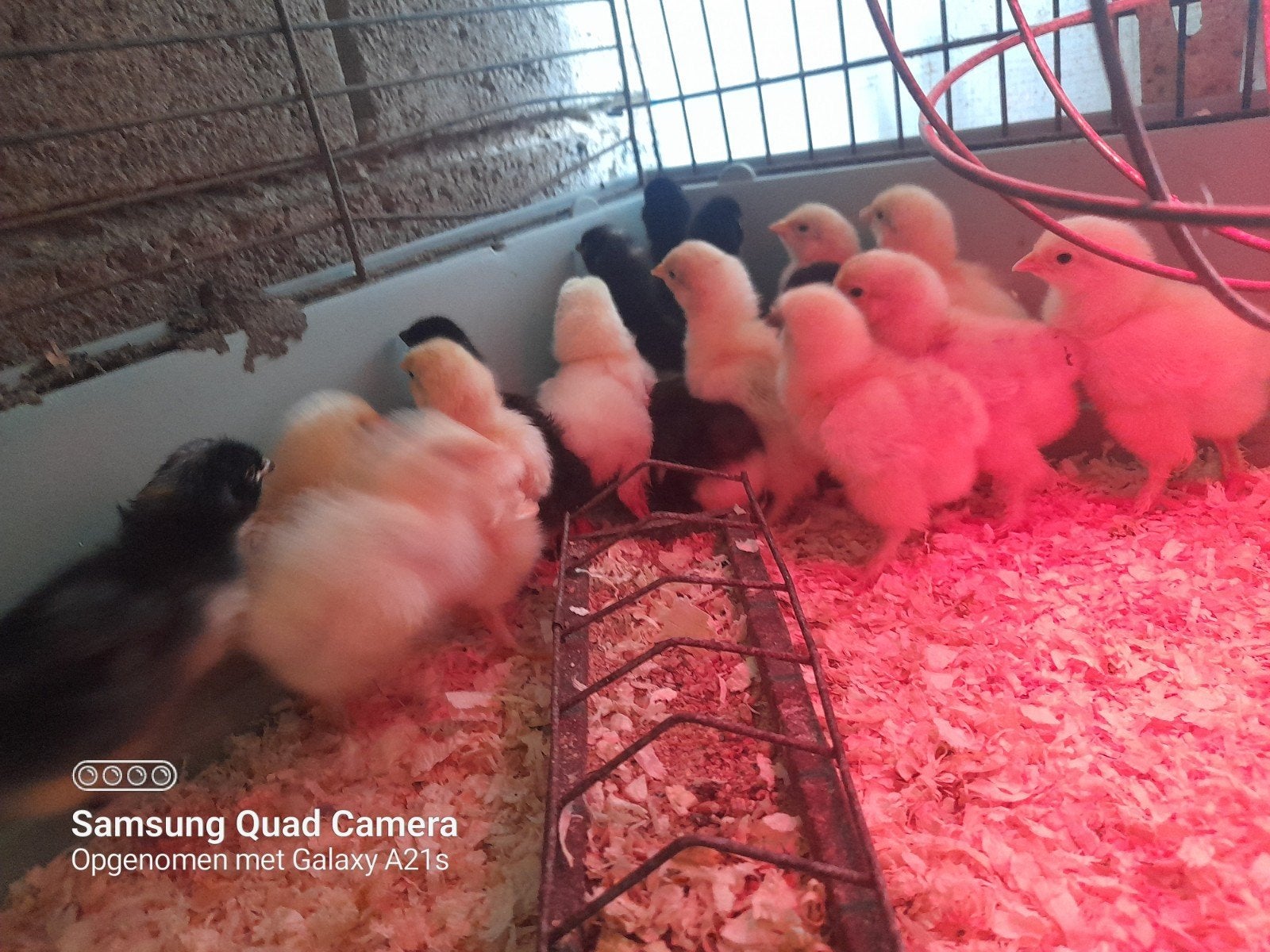Dagkuikentjes geb. 24 juli 2026, Dieren en Toebehoren, Pluimvee