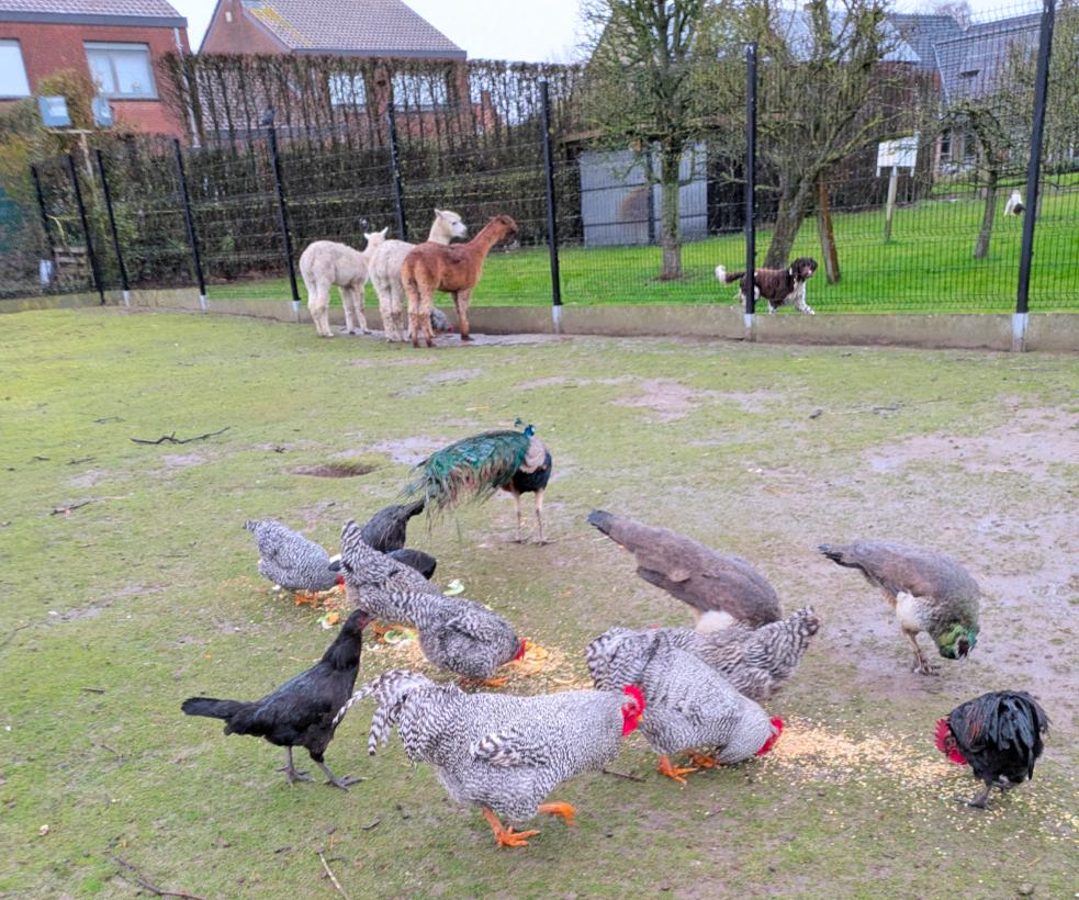 amrock haan, Dieren en Toebehoren, Pluimvee, Mannelijk, Kip