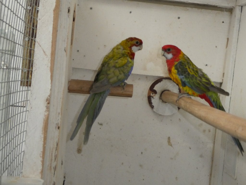 rosella parkieten, Plusieurs animaux, Perruche, Bagué