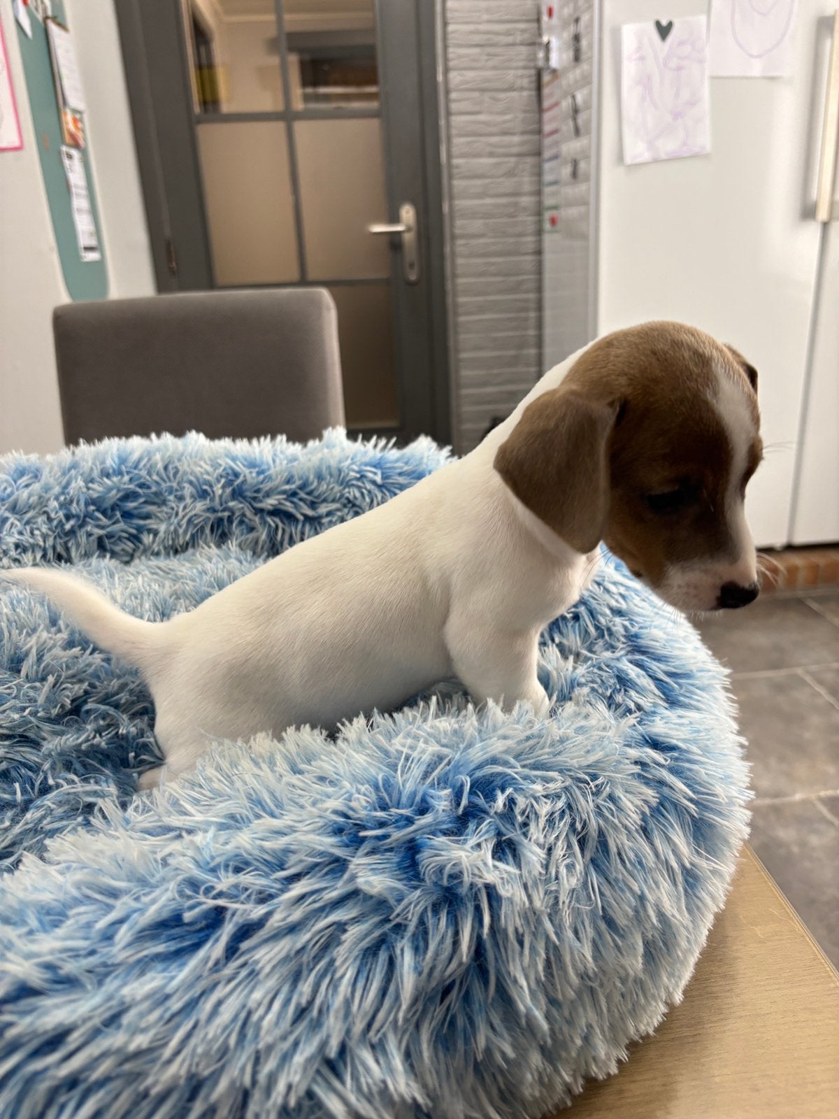 Kortpotige jack russel pups uit geteste ouders, Maladie de Carré (chiens), Chien (mâle), Belgique, 8 à 15 semaines