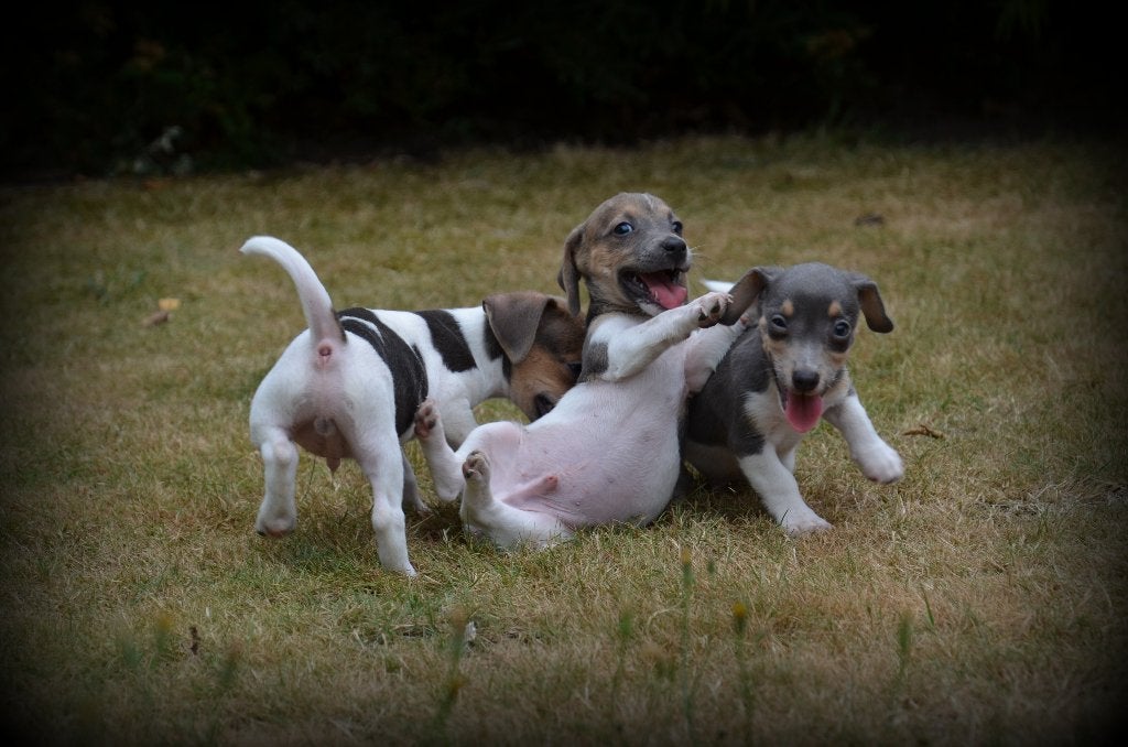 Chiots Jack Russell bleu lilas, Maladie de Carré (chiens), Plusieurs, Jack Russel Terrier, Belgique