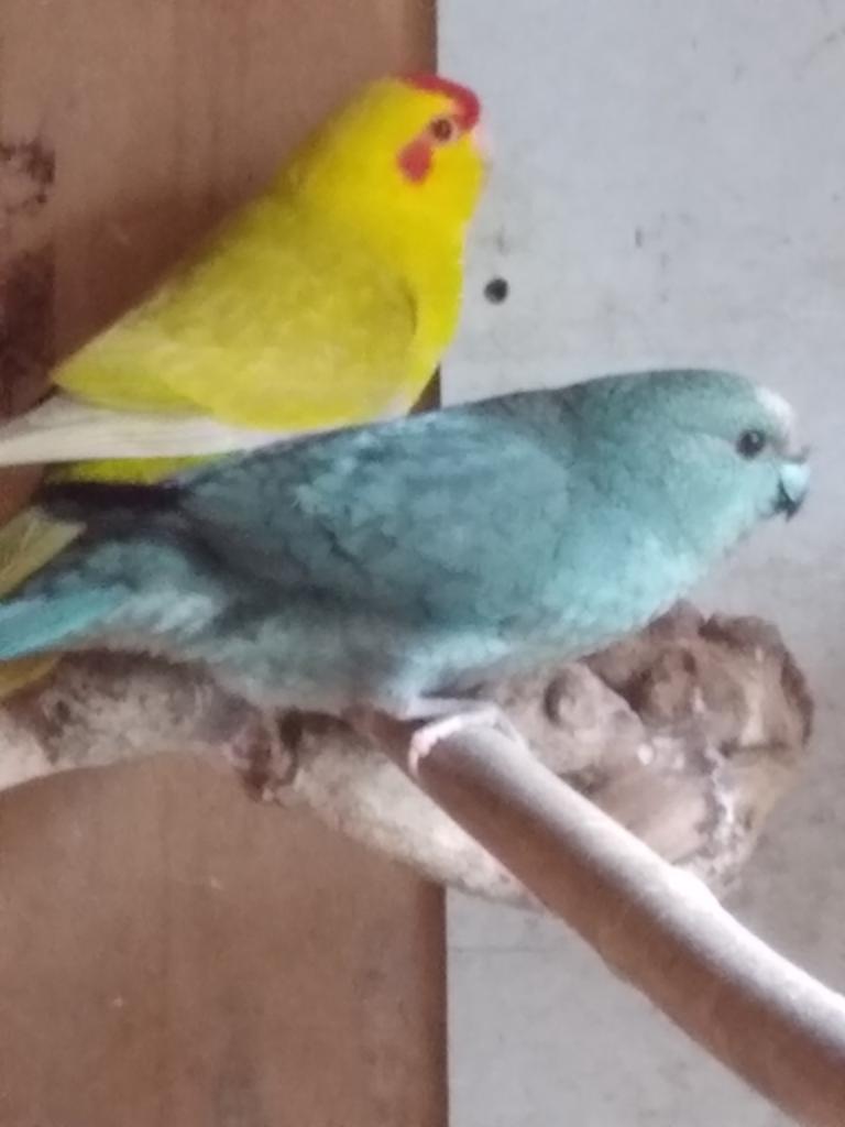 Koppel kakariki´s, Dieren en Toebehoren
